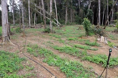 Vườn sâm dây của Công ty Cổ phần Tập đoàn Mỹ Hạnh tại Hợp tác xã Nông nghiệp Tuyết Sơn Kon Plông (Kon Tum). (Ảnh: Cao Nguyên/TTXVN)