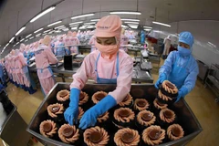 Các doanh nghiệp ngành tôm vẫn có nhiều cơ hội phát triển trong năm 2023. (Ảnh: Vũ Sinh/TTXVN)