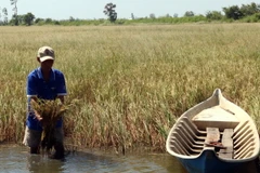 Nông dân huyện An Biên, Kiên Giang bên trà lúa Mùa bị lép hạt, thiệt hại trên 90% do nhiễm mặn. (Ảnh: Lê Huy Hải/TTXVN)