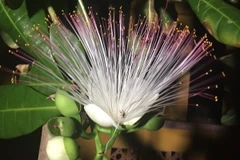 Hoa bàng vuông. (Ảnh: NT/Vietnam+)