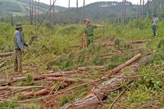 Lực lượng chức năng kiểm tra hiện trường vụ triệt hạ rừng thông trên diện tích 2.500m2 tại huyện Đức Trọng. (Ảnh: Nguyễn Dũng/TTXVN)