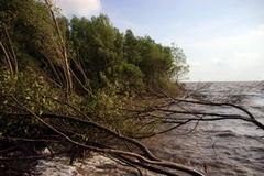 Rừng phòng hộ đến tuyến đê Biển Tây ở Cà Mau. (Ảnh: Huỳnh Thế Anh/TTXVN)