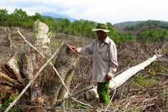 Diện tích rừng bị chặt phá ước tính ban đầu hơn 108 hecta. (Ảnh: Thế Lập/TTXVN) 