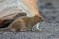 Ảnh minh họa. (Nguồn: Daily Mail)