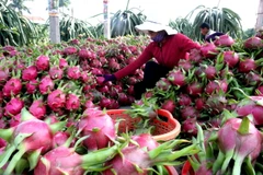 Thu hoạch thanh long ở Long An. (Ảnh: Đình Huệ/TTXVN)