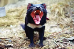 Quỷ Tasmania. (Nguồn: BBC)