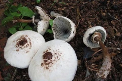 Ăn nấm độc, một gia đình bốn người ở Hà Giang bị ngộ độc