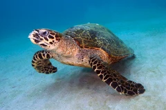 Ảnh minh họa. (Nguồn: ryanphotographic.com)