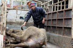 Trâu của gia đình ông Lê Quang Đức, xóm Pò Mán xã Quang Hán, huyện Trà Lĩnh, Cao Bằng bị chết rét sáng 27/1. (Ảnh: Quốc Đạt/TTXVN)