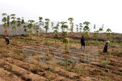 Chăm sóc cây cao su. (Ảnh minh họa: Trần Việt/TTXVN)