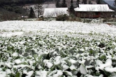 Nhiều ha hoa màu chìm trong tuyết lạnh đồng nghĩa với một vụ mùa thất thu của bà con vùng cao khi Tết Nguyên đán đã cận kề. (Ảnh: Quỳnh Trang/TTXVN)