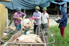 Hình chỉ mang tính minh họa. (Nguồn: Vietnam+) 