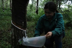 Công nhân Nông trường Cao su Nậm Na, Công ty Cổ phần Cao su Lai Châu II cạo mủ cao su. (Ảnh: Việt Hoàng/TTXVN)