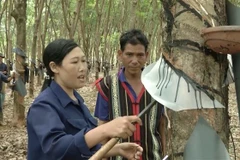 Các cặp hộ tại Gia Lai hướng dẫn nhau kỹ thuật cạo mủ cao su theo mô hình “Gắn kết hộ”. (Ảnh: Hoài Nam/TTXVN)