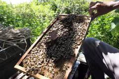 Nuôi ong sú vẹt tại Vườn quốc gia Xuân Thủy. (Ảnh: Công Luật/TTXVN)