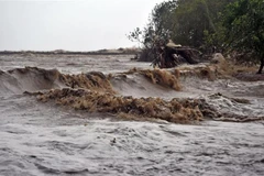 Tuyến đê biển Tây thuộc địa bàn xã Khánh Bình Tây, huyện Trần Văn Thời, có 3 vị trí bị sạt lở rất nguy hiểm với tổng chiều dài khoảng 110m, trong đó có 30m đặc biệt nguy hiểm. (Ảnh: Huỳnh Anh/TTXVN)