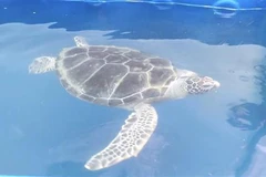 Cá thể rùa biển quý hiếm được bàn giao cho Trạm bảo tồn động vật hoang dã Dầu Tiếng, huyện Dầu Tiếng, tỉnh Bình Dương. (Ảnh: TTXVN phát)