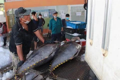 Cá ngừ đại dương. (Ảnh: Phan Sáu/TTXVN)