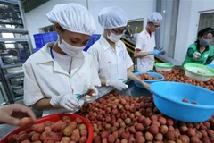 Chế biến vải xuất khẩu. (Ảnh minh họa: Vũ Sinh/TTXVN)