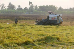 Nông dân thu hoạch lúa Đông Xuân. (Ảnh: Duy Khương/TTXVN)