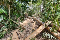 Hiện trường một vụ phá rừng. (Ảnh: Hoài Nam/TTXVN)