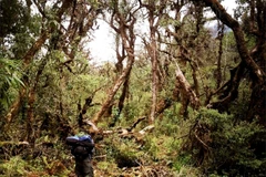 Lạc vào khu rừng cổ tích đầy ma quái và lãng mạn trên đỉnh Pu Ta Leng