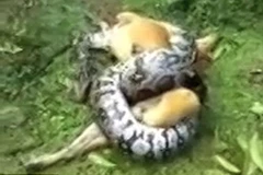 Chú chó may mắn được giải cứu khi bị con trăn lớn siết chặt