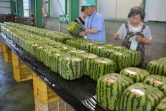 Nhật Bản thúc đẩy xuất khẩu hàng nông sản sang Trung Đông 