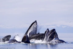 Cận cảnh màn săn mồi ấn tượng của những con cá voi lưng gù