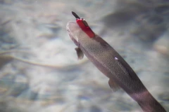 Tranh cãi vì bức ảnh con cá hồi nước ngọt bị dao cắm vào đầu