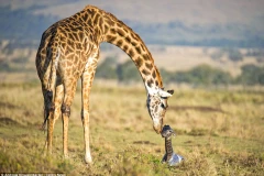 Chứng kiến khoảnh khắc chào đời của chú hươu cao cổ con