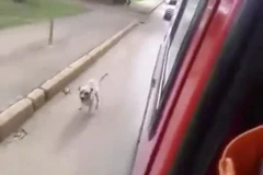 Chú chó trung thành đuổi theo xe cấp cứu chở chủ vào bệnh viện