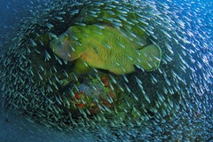 Những tác phẩm ấn tượng trong cuộc thi của National Geographic