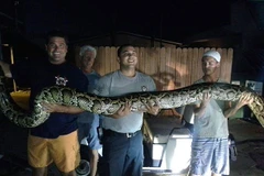 Con trăn khổng lồ bỗng nhiên xuất hiện trong văn phòng làm việc