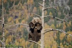 Chú gấu nâu gây bất ngờ khi leo lên cây để ngủ và "giải sầu"