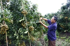 Fujitsu và FPT đưa công nghệ thông tin vào lĩnh vực trồng trọt