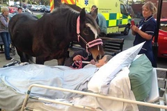 Cảm động nụ hôn tiễn biệt của chú ngựa với người chủ bị ung thư