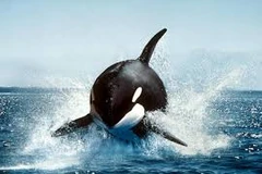 Hai chú cá voi sát thủ có thể "phát điên" do bị nhốt qua lâu