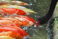 Cảnh thiên nga đen "mớm" cho cá chép ăn gây sửng sốt