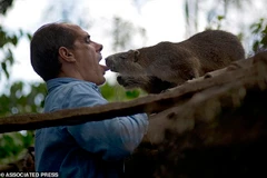 Hai vợ chồng thích làm bạn và chăm sóc những chú chuột lang lớn