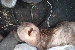 Bị chỉ trích vì đăng hình chú dê kỳ dị có khuôn mặt giống người