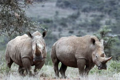 Loài tê giác trắng phương Bắc đối mặt với nguy cơ tuyệt chủng