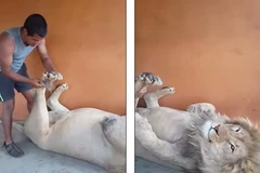 Người đàn ông dũng cảm cù chân, massage cho con sư tử hung dữ