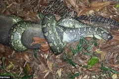 Rắn siết chết con mồi tội nghiệp trong 4 tiếng rồi bất ngờ bỏ đi