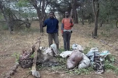 Hươu cao cổ bị chặt đầu, xẻ thịt và có nguy cơ tuyệt chủng