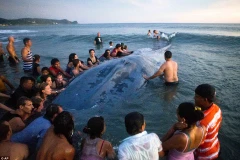 Người dân chung sức giải cứu chú cá voi khổng lồ bị mắc kẹt