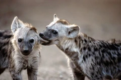 Vườn thú gặp sự cố khi nhốt chung 2 cá thể đực để nhân giống