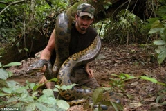 Chuyên gia động vật tình nguyện để trăn khổng lồ nuốt sống