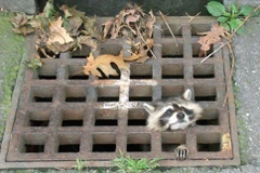 Giải cứu chú gấu mèo Mỹ tội nghiệp bị kẹt đầu trong nắp cống