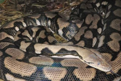 Con trăn kỳ lạ ở vườn thú đẻ sáu con mà không cần giao phối